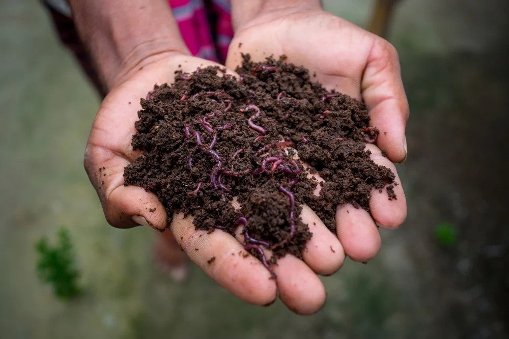 Organic Fertilizer